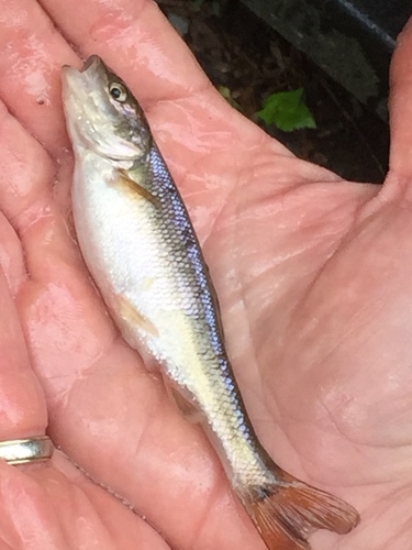 Semotilus atromaculatus