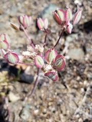 Lomatium macrocarpum