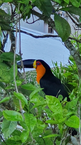 Channel-billed Toucan