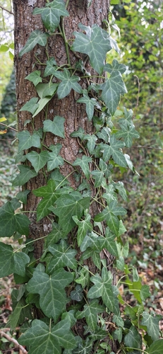 common ivy