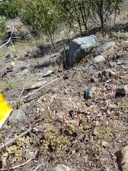 Lomatium macrocarpum