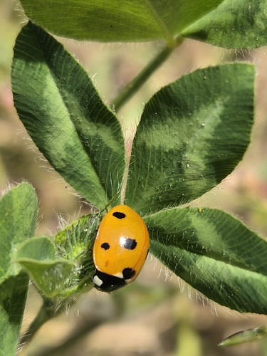 Seven-spotted Lady Beetle