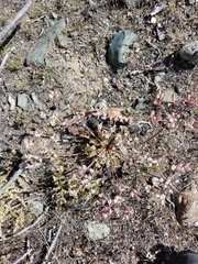 Lomatium macrocarpum