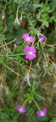 Great Willowherb