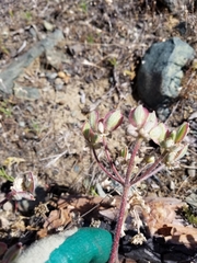 Lomatium macrocarpum