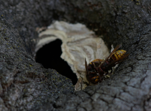 European Hornet