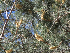 Pinus cembroides lagunae