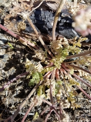 Lomatium macrocarpum