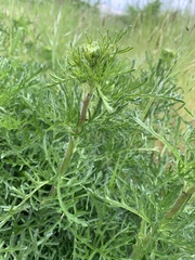 Argyranthemum frutescens