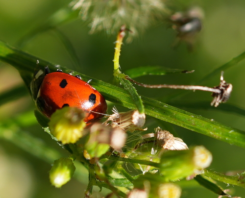 Seven-spotted Lady Beetle