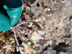 Lomatium macrocarpum