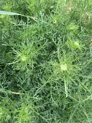 Argyranthemum frutescens