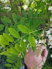 Robinia pseudoacacia