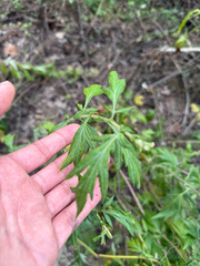 Artemisia vulgaris