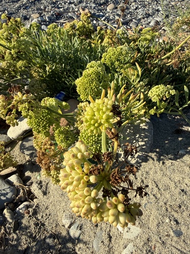 rock samphire
