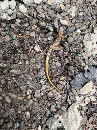 Northern Two-lined Salamander