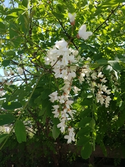 Robinia pseudoacacia