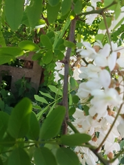 Robinia pseudoacacia