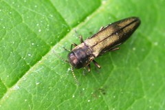 Agrilus derasofasciatus