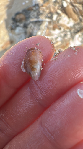 Modiolus barbatus observed 2026-09-26