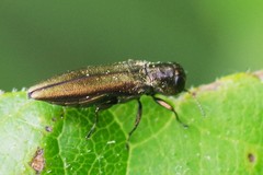 Agrilus derasofasciatus