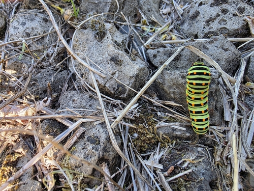 Old World Swallowtail