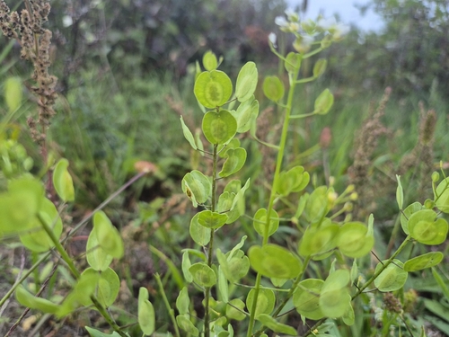 Thlaspi arvense, photograph 1
