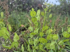 Thlaspi arvense, photograph (c) Bobo-X, some rights reserved (CC BY)