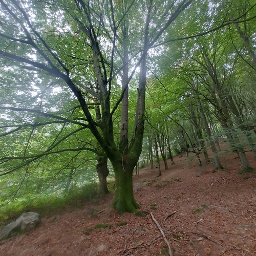 Fagus sylvatica