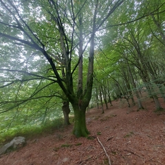 Fagus sylvatica