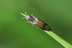 Agrilus derasofasciatus