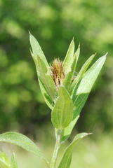 Centaurea rhaetica