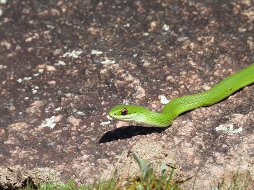 Brazilian Green Racer