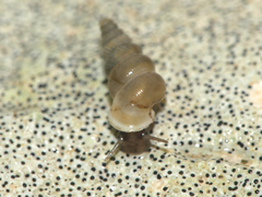 Cochlostoma patulum