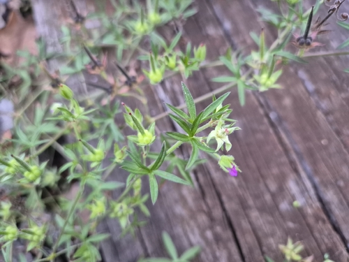 Geranium dissectum