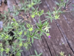 Geranium dissectum