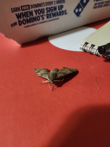 Virginia Creeper Sphinx