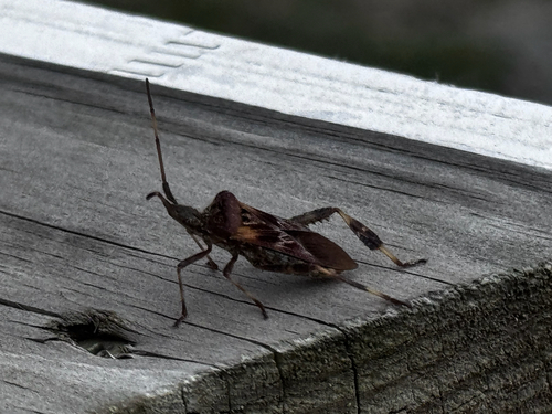 Western Conifer Seed Bug