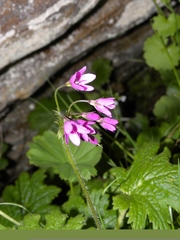 Primula matthioli