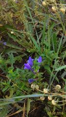 Scutellaria scordifolia