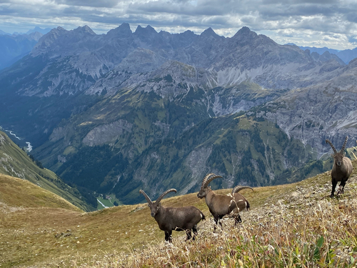 Alpine Ibex