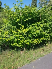 Reynoutria