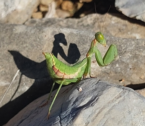 European Dwarf Mantis