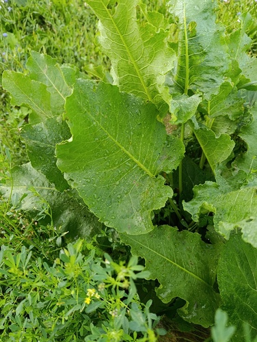 Rumex confertus, photograph 1