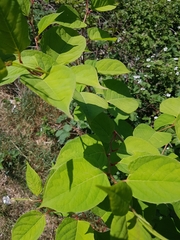 Reynoutria
