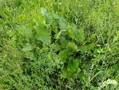Rumex confertus