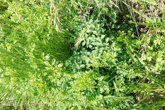 Thalictrum minus
