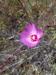 Clarkia gracilis tracyi