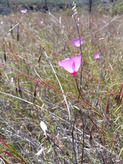 Clarkia gracilis tracyi
