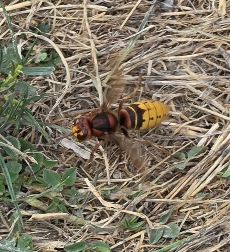 European Hornet